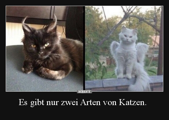 Es gibt nur zwei Arten von Katzen... - Lustige Bilder | DEBESTE.de
