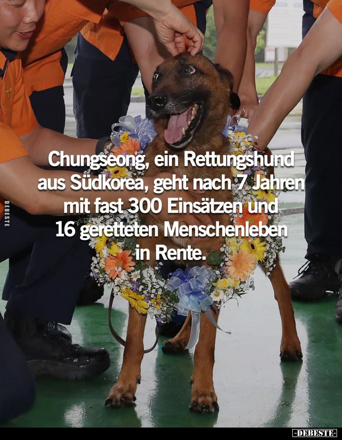 Chungseong, ein Rettungshund aus Südkorea, geht nach 7.. - Lustige Bilder | DEBESTE.de