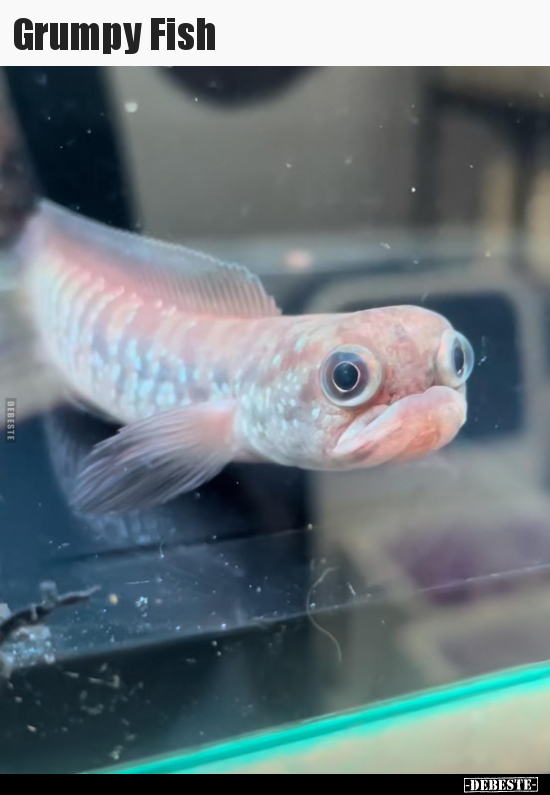 Grumpy Fish..