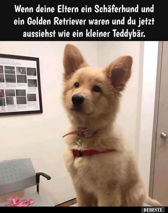 Wenn deine Eltern ein Schäferhund.. - Lustige Bilder | DEBESTE.de