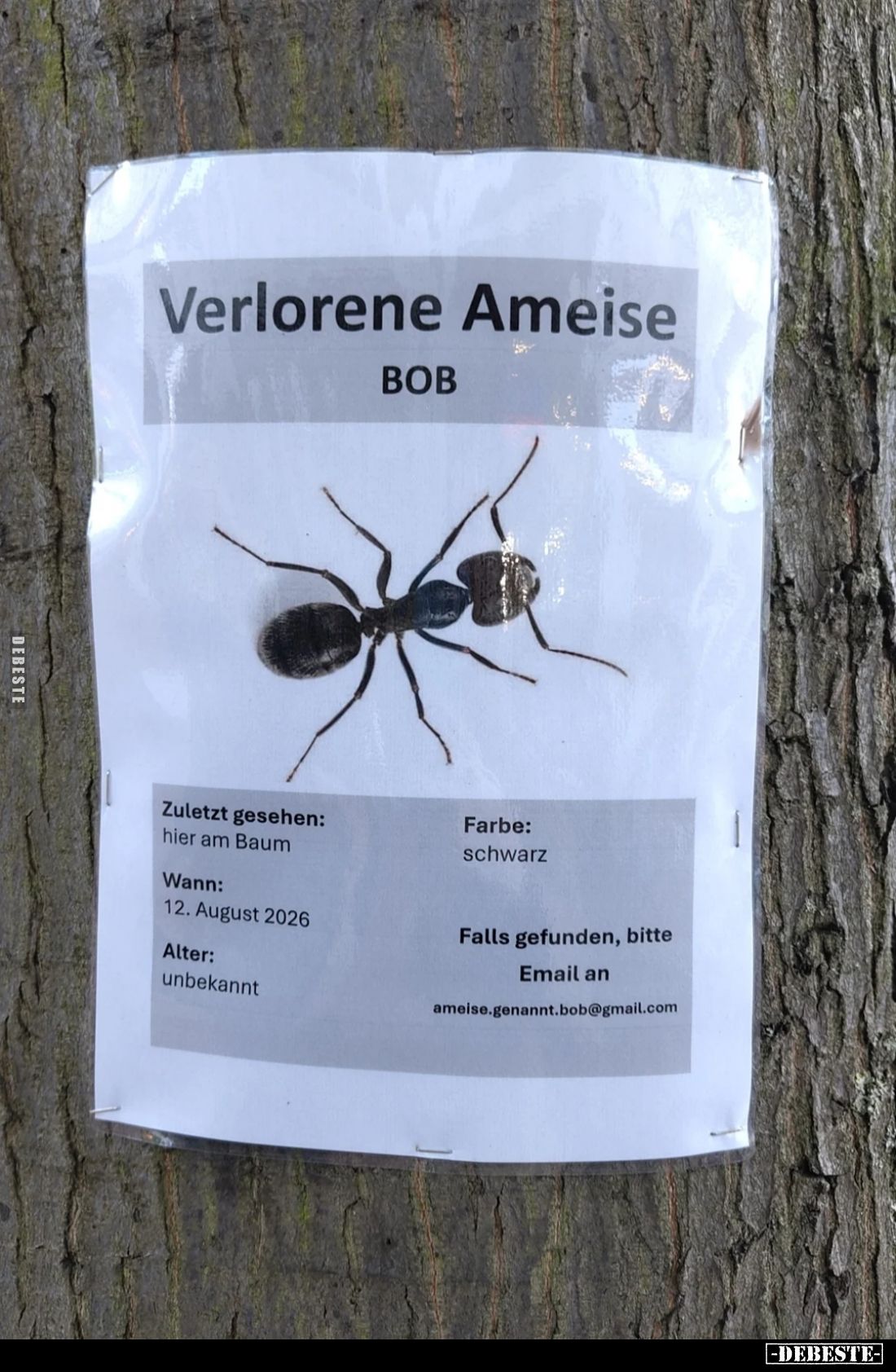 Verlorene Ameise BOB
