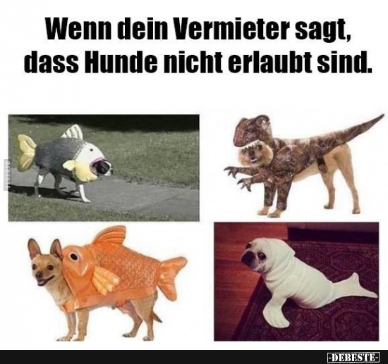 Wenn dein Vermieter sagt, dass Hunde nicht erlaubt sind. - Lustige Bilder | DEBESTE.de