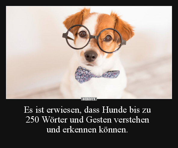 Es ist erwiesen, dass Hunde bis zu 250 Wörter und Gesten.. - Lustige Bilder | DEBESTE.de