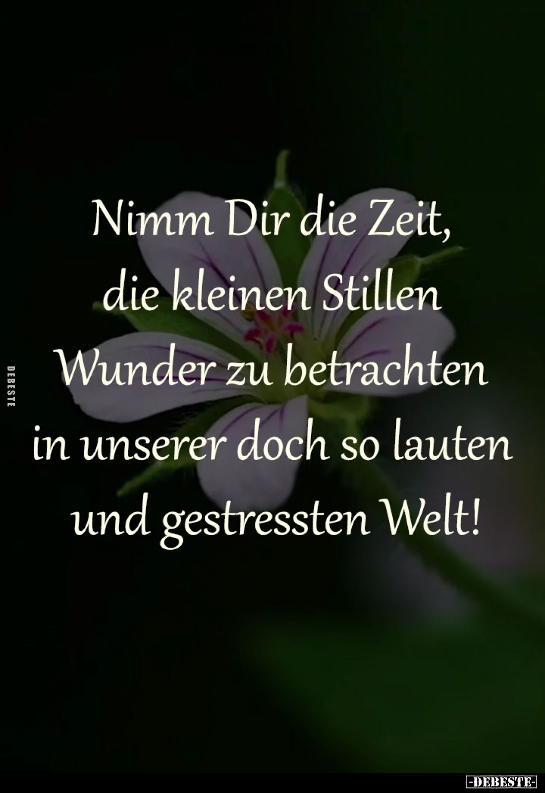 Nimm Dir die Zeit,
die kleinen Stillen
Wunder zu betrachten
in unserer doch so lauten
und gestressten Welt!