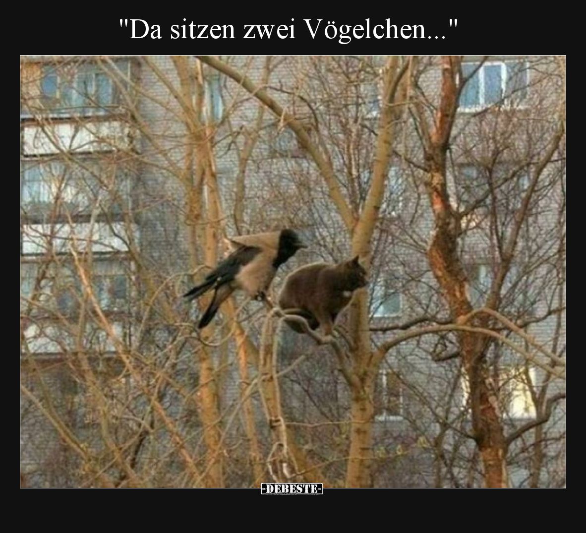 "Da sitzen zwei Vögelchen...".. - Lustige Bilder | DEBESTE.de