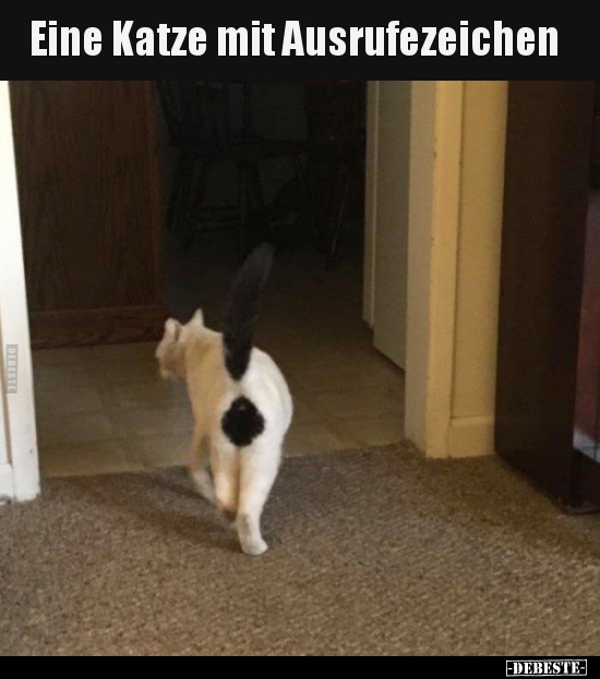 Eine Katze mit Ausrufezeichen..