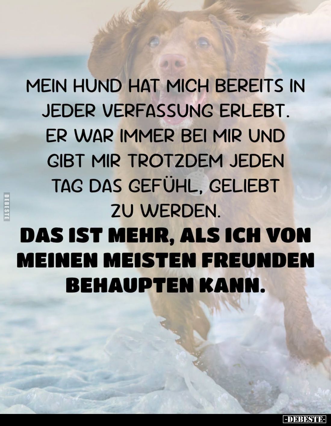 Mein Hund hat mich bereits in jeder Verfassung erlebt.
Er war immer bei mir und gibt mir trotzdem jeden Tag das Gefühl, geli...