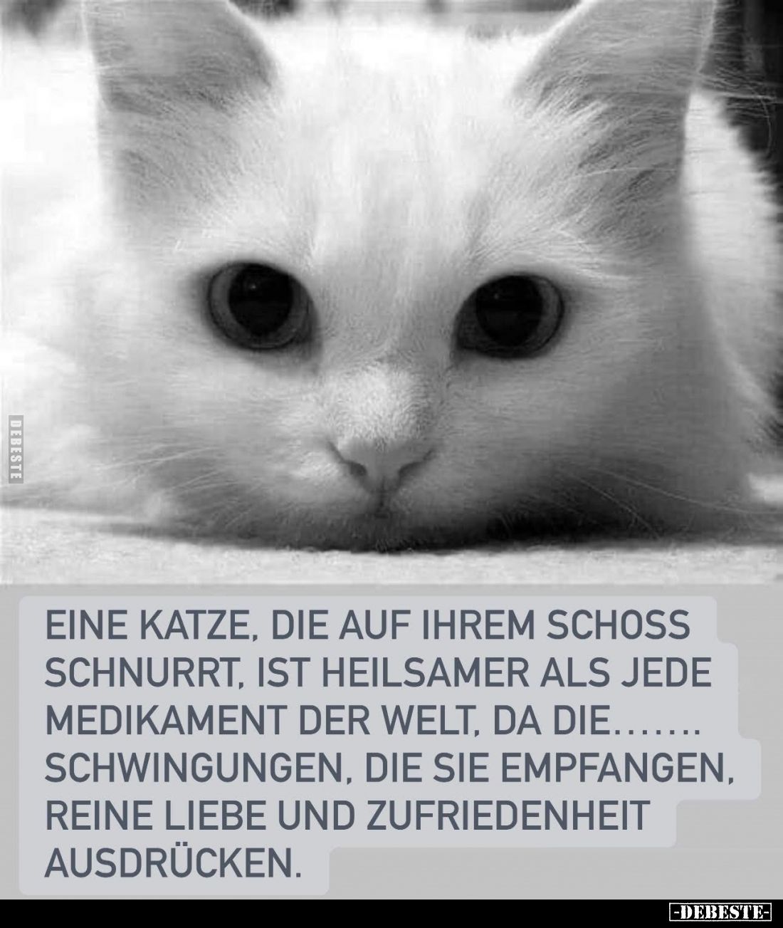 Εινε Katze, die auf ihrem Schoss schnurrt.. - Lustige Bilder | DEBESTE.de