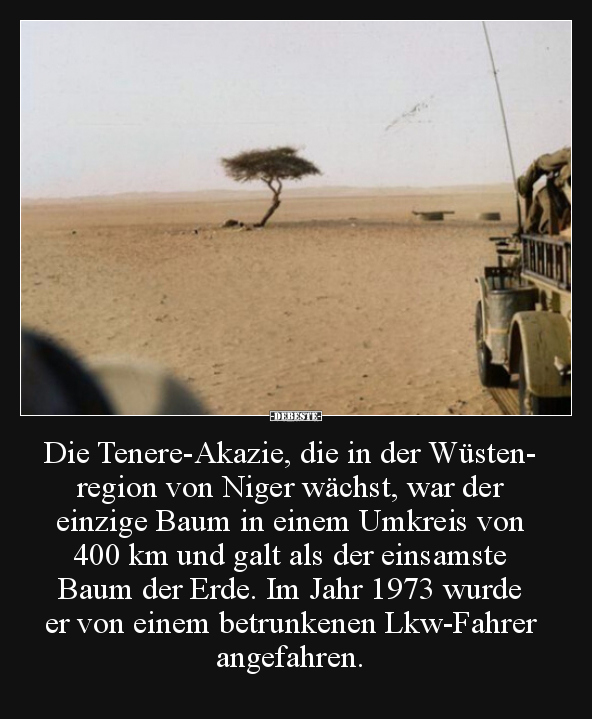 Die Tenere-Akazie, die in der Wüstenregion von Niger..
