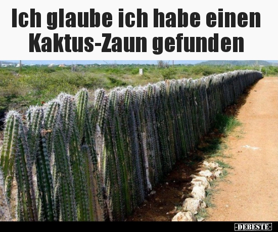 Ich glaube ich habe einen Kaktus-Zaun gefunden.. - Lustige Bilder | DEBESTE.de
