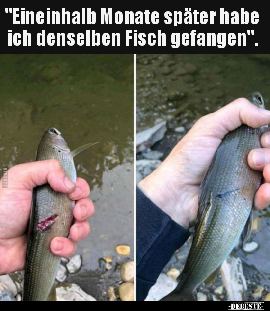 "Eineinhalb Monate später habe ich denselben Fisch.."