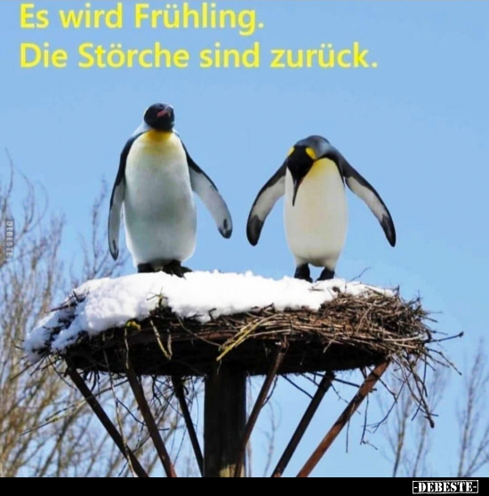 Es wird Frühling. Die Störche sind zurück... - Lustige Bilder | DEBESTE.de