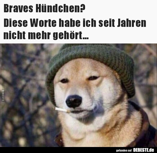 Braves Hündchen? Diese Worte habe ich seit Jahren nicht..