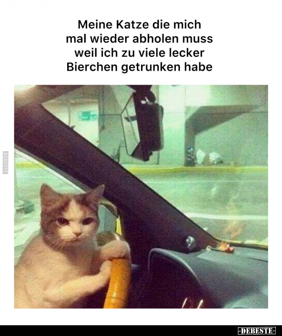 Meine Katze die mich mal wieder abholen muss.. - Lustige Bilder | DEBESTE.de