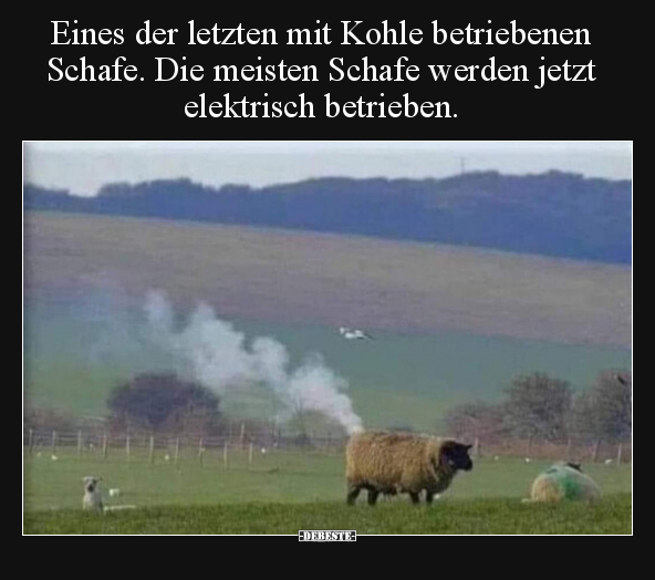Eines der letzten mit Kohle betriebenen Schafe. Die meisten.. - Lustige Bilder | DEBESTE.de