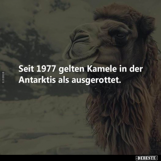 Seit 1977 gelten Kamele in der Antarktis als ausgerottet.. - Lustige Bilder | DEBESTE.de