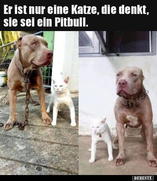 Er ist nur eine Katze, die denkt, sie sei ein Pitbull... - Lustige Bilder | DEBESTE.de