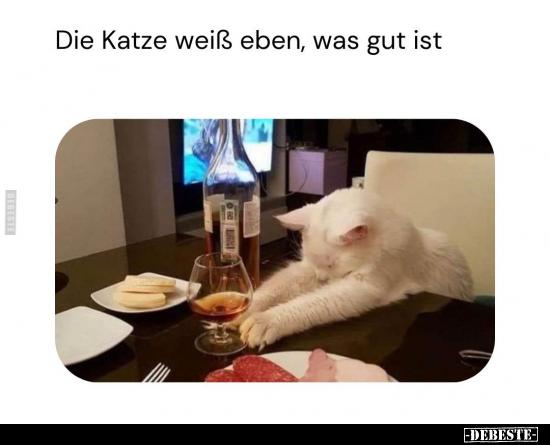 Die Katze weiß eben.. - Lustige Bilder | DEBESTE.de