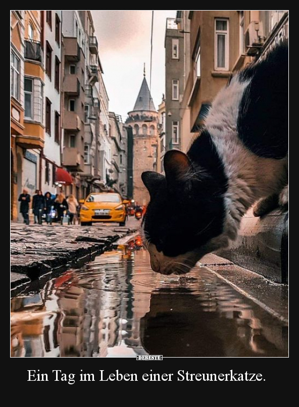 Ein Tag im Leben einer Streunerkatze... - Lustige Bilder | DEBESTE.de