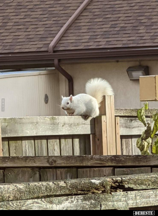  - Lustige Bilder | DEBESTE.de