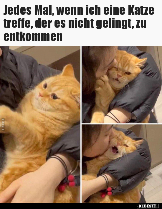 Katzen