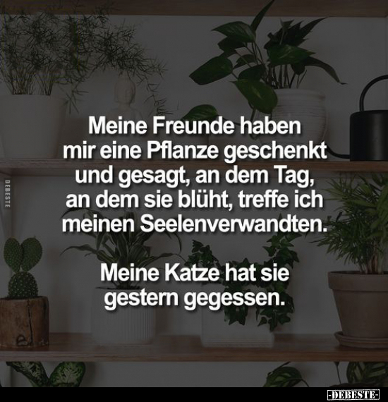 Meine Freunde haben mir eine Pflanze geschenkt und gesagt.. - Lustige Bilder | DEBESTE.de