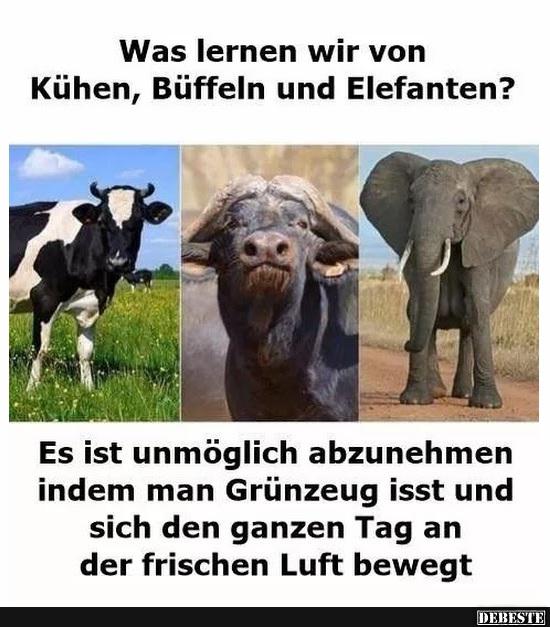 Was lernen wir von  Kühen, Büffeln und Elefanten? - Lustige Bilder | DEBESTE.de