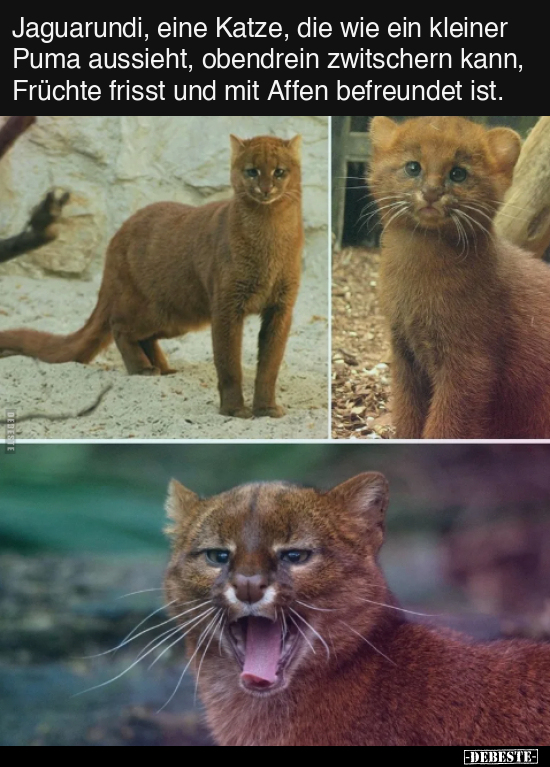 Jaguarundi, eine Katze, die wie ein kleiner Puma aussieht.. - Lustige Bilder | DEBESTE.de