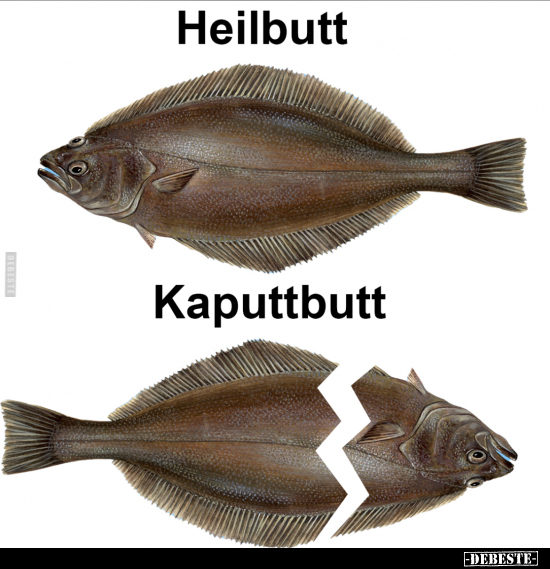 Heilbutt - Kaputtbutt.. - Lustige Bilder | DEBESTE.de