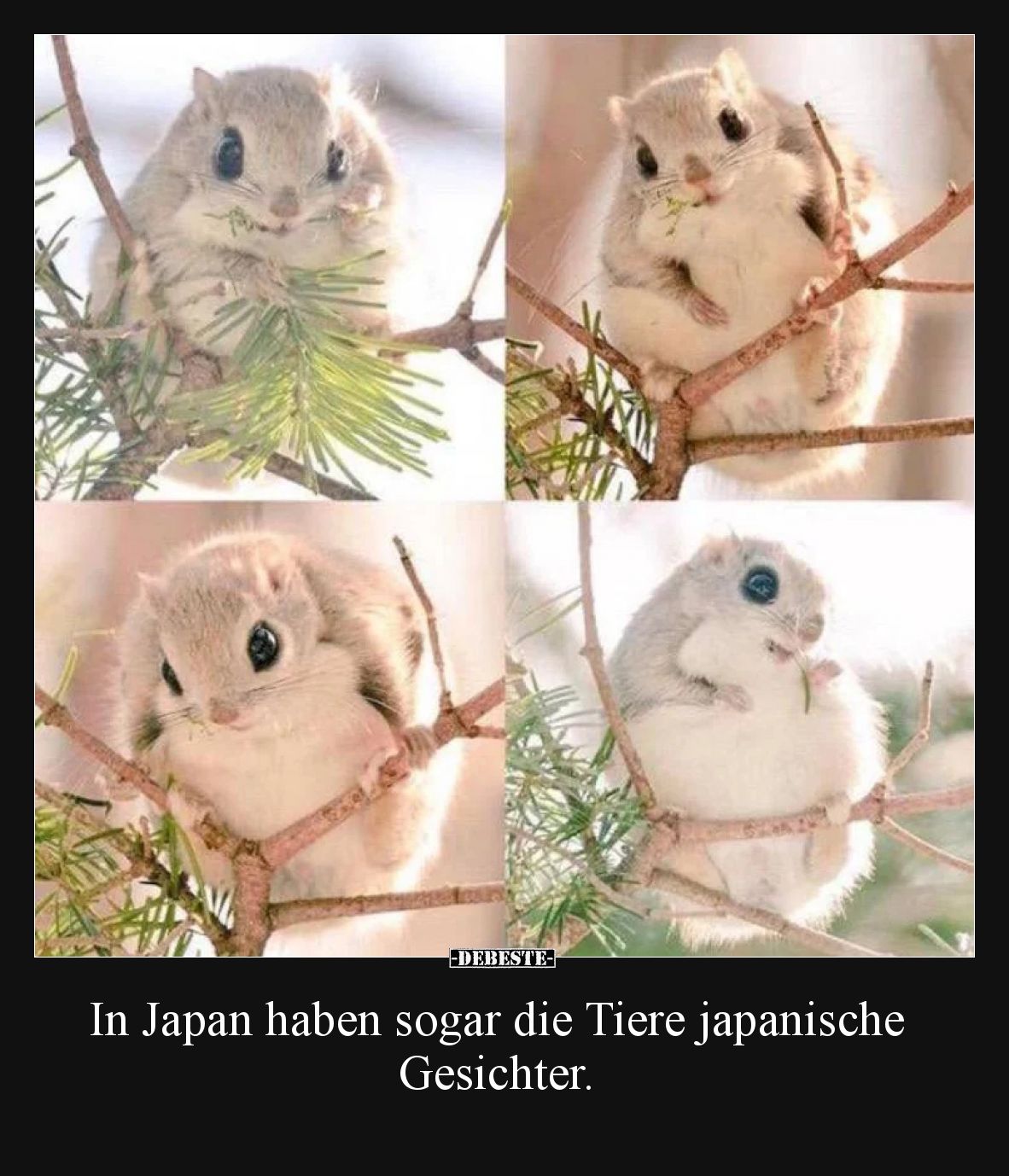 In Japan haben sogar die Tiere japanische Gesichter.