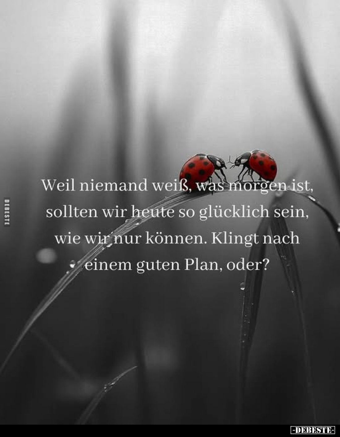 Weil niemand weiß, was morgen ist, sollten wir heute so glücklich sein, wie wir nur können. Klingt nach einem guten Plan, ode...