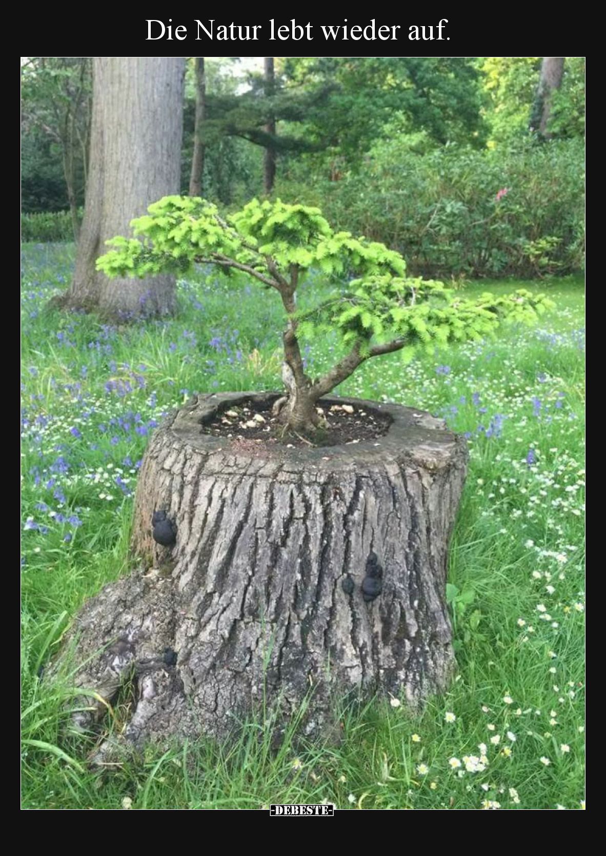 Die Natur lebt wieder auf.