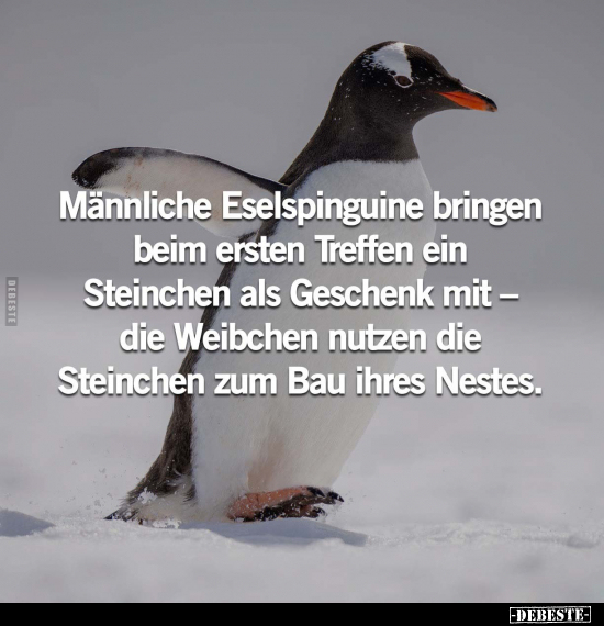 Männliche Eselspinguine bringen beim ersten Treffen.. - Lustige Bilder | DEBESTE.de