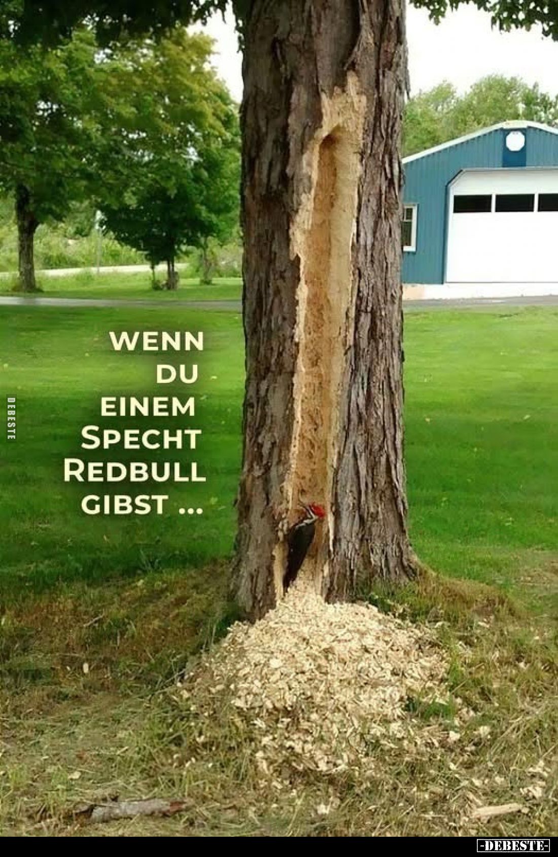 Wenn du einem Specht Redbull gibst...