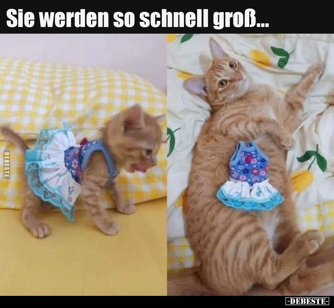 Sie werden so schnell groß... - Lustige Bilder | DEBESTE.de