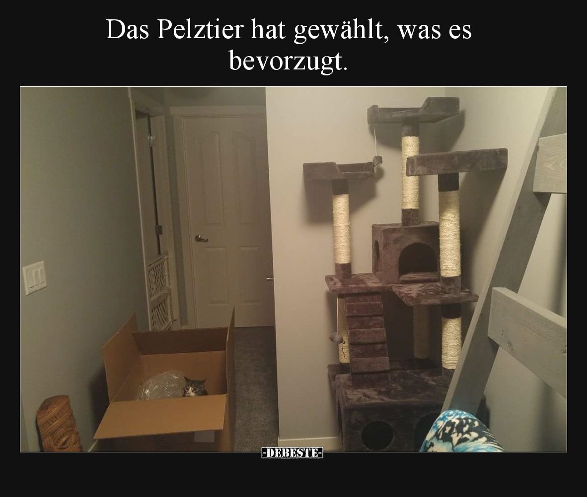 Das Pelztier hat gewählt, was es bevorzugt.