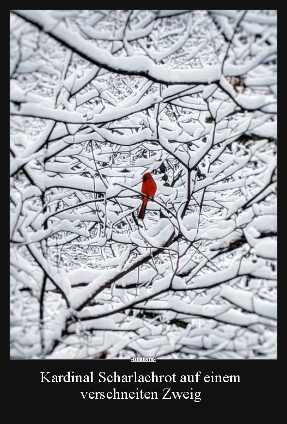 Kardinal Scharlachrot auf einem verschneiten Zweig.. - Lustige Bilder | DEBESTE.de