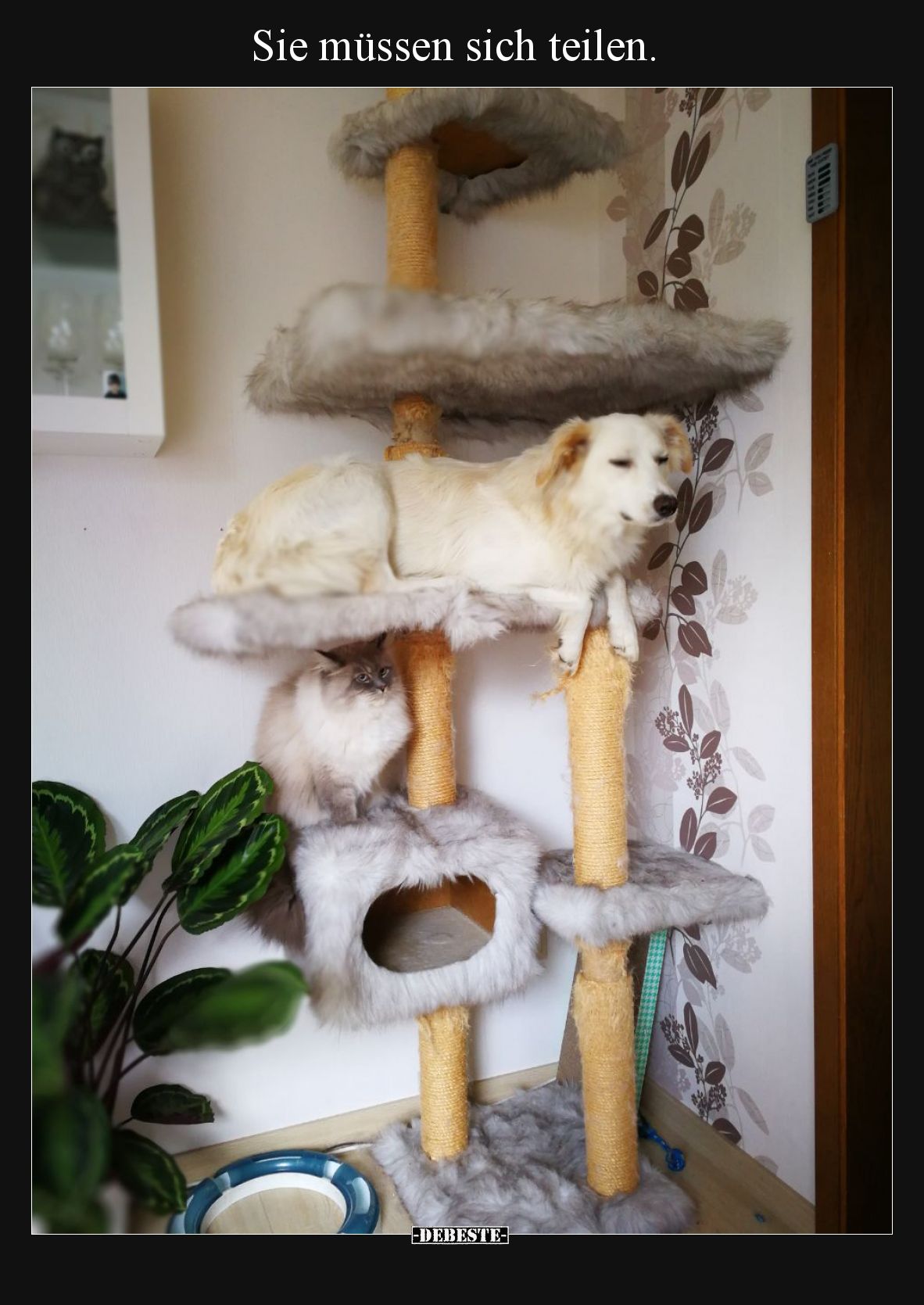 Sie müssen sich teilen.