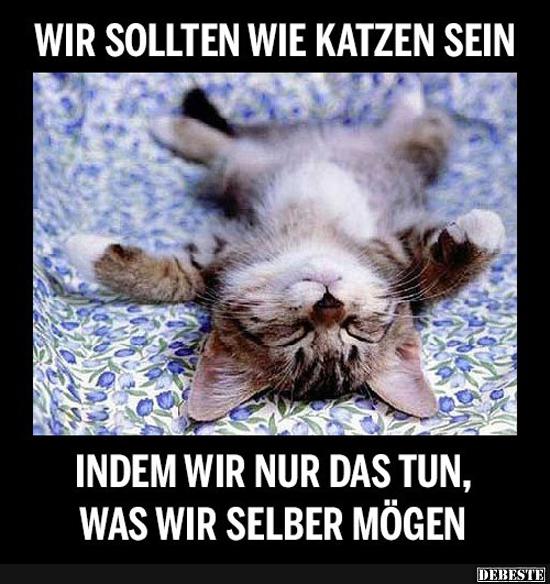 Wir sollten wie Katzen sein..