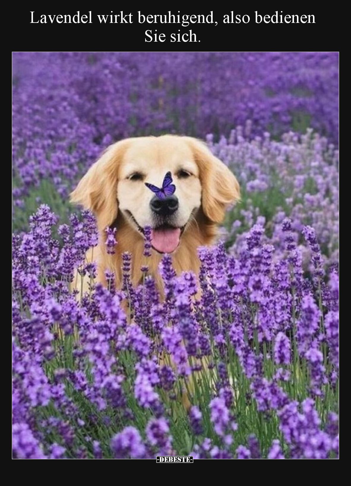 Lavendel wirkt beruhigend, also bedienen Sie sich.