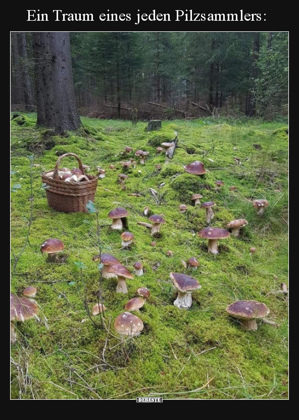 Ein Traum eines jeden Pilzsammlers.. - Lustige Bilder | DEBESTE.de