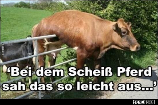 "Bei dem Schei*ß Pferd sah das so leicht aus".. - Lustige Bilder | DEBESTE.de