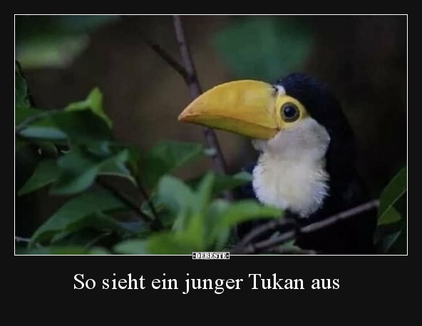 Junge