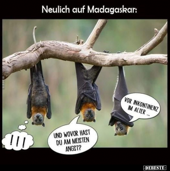 Neulich auf Madagaskar..