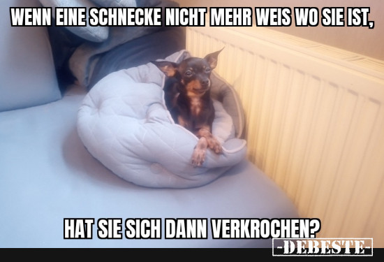 Philosovieh  - Lustige Bilder | DEBESTE.de