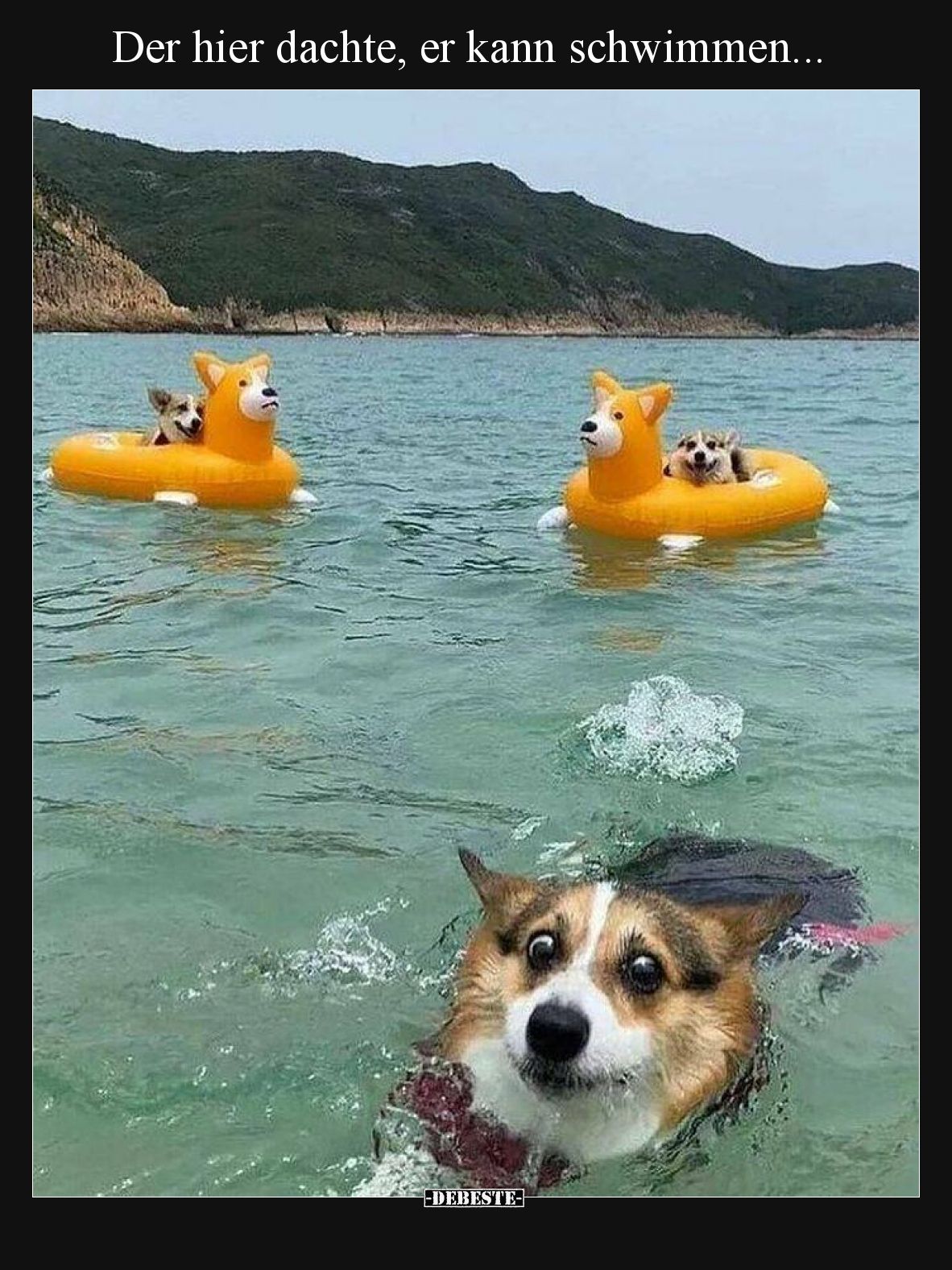 Der hier dachte, er kann schwimmen...