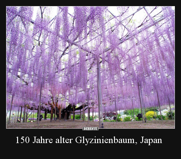 150 Jahre alter Glyzinienbaum, Japan.. - Lustige Bilder | DEBESTE.de