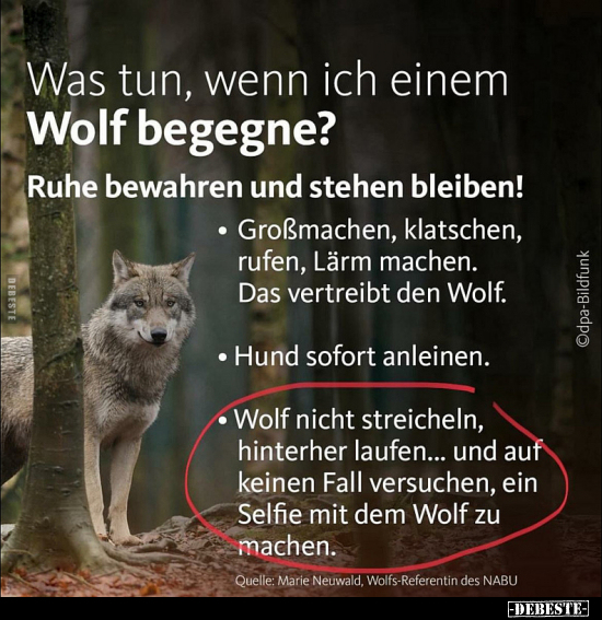 Was tun, wenn ich einem Wolf begegne?... - Lustige Bilder | DEBESTE.de