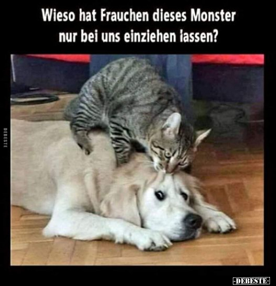 Wieso hat Frauchen dieses Monster nur bei uns einziehen.. - Lustige Bilder | DEBESTE.de
