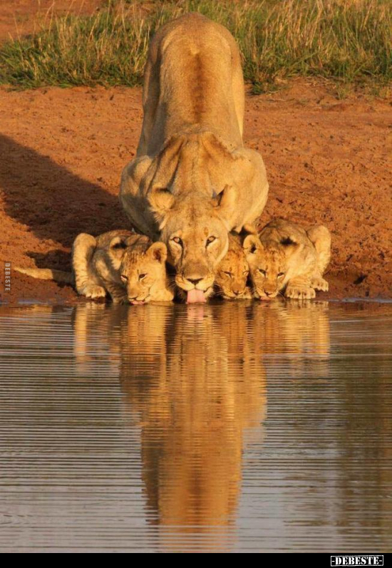  - Lustige Bilder | DEBESTE.de